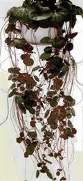 Creeping Saxifrage